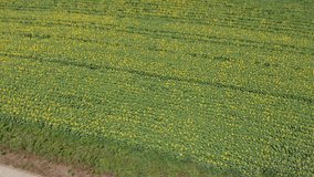 DRONE AERIAL FOOTAGE: Above the sunflowers field. Top view onto agriculture field with blooming sunflowers. Summer landscape with big yellow farm fields with sunflowers in Carreco, Portugal.
