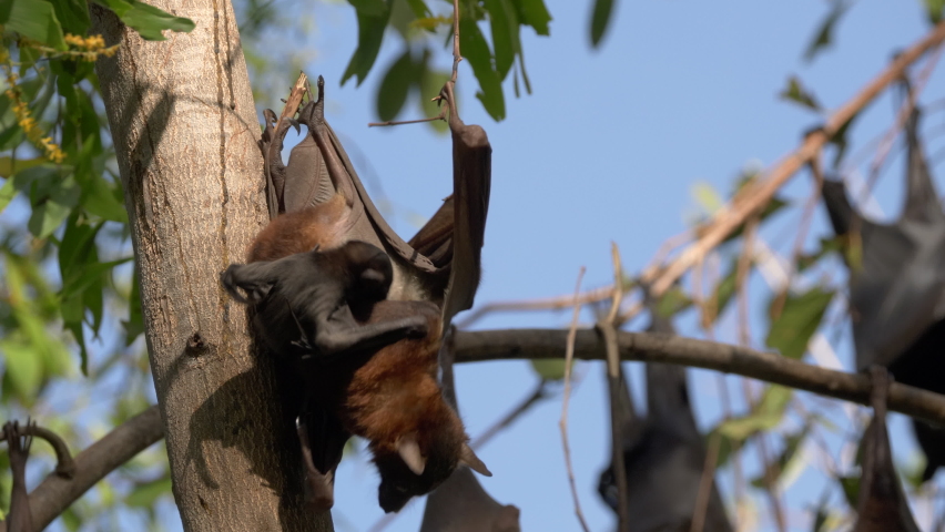 black fruit bat mum and baby at nitmiluk national park in the northern territory Royalty-Free Stock Footage #1077468158