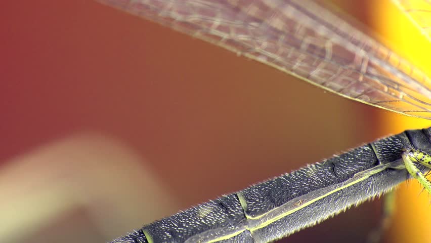 Transparent four wings. Insect Macro. Euroleon nostras. Antlion - Myrmeleontidae, Insects may be mistakenly identified as dragonflies or damselflies