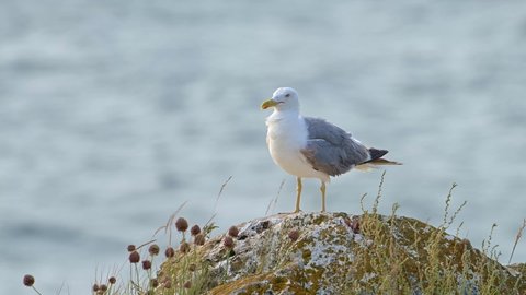 Bird, European herring gull (Larus argentatus) cleaning its feathers, perched on a rock near sea shore in a windy morning.