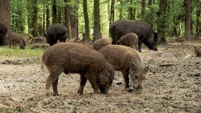 The video shows the beauty of wild boars foraging in the forest.