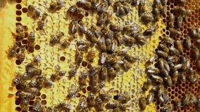 Work bees in hive, close up. Bees putting nectar in the honeycomb. Frames of a bee hive. Slow motion.