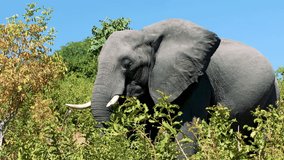 The video shows the beauty of a large elephant eating a tree in the forest.