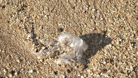 Dead jellyfish on a sea sandy beach or shore