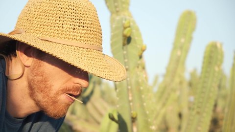 Man in straw hat chewing straw in a cactus field in the desert. Red beard cowboy with had chewing straw in the wild wild west. cacti forest Desert Golan heights Israel. Kubo. lonely wolf guy outcast. 
