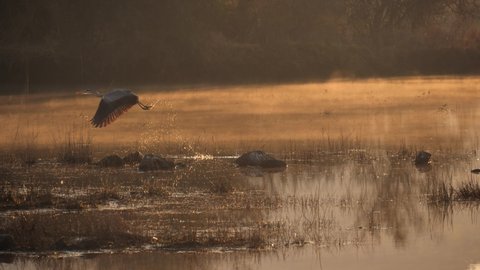 Grey Heron takes off from shallow water in early, misty morning light, droplets fall from feet