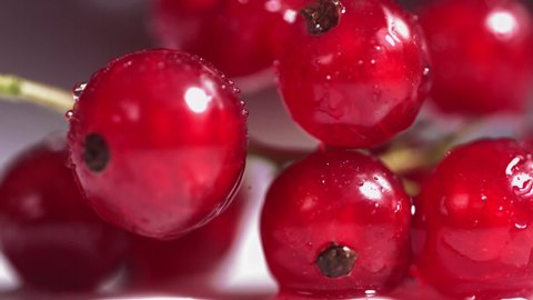 Close-up view of Falling Red Currant Berries on white plate