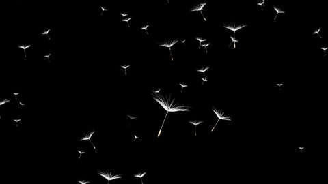 In spring and summer, dandelion seeds fly upwards, Use it to enhance any video presentation or animation movie or Cinematic clips or film project