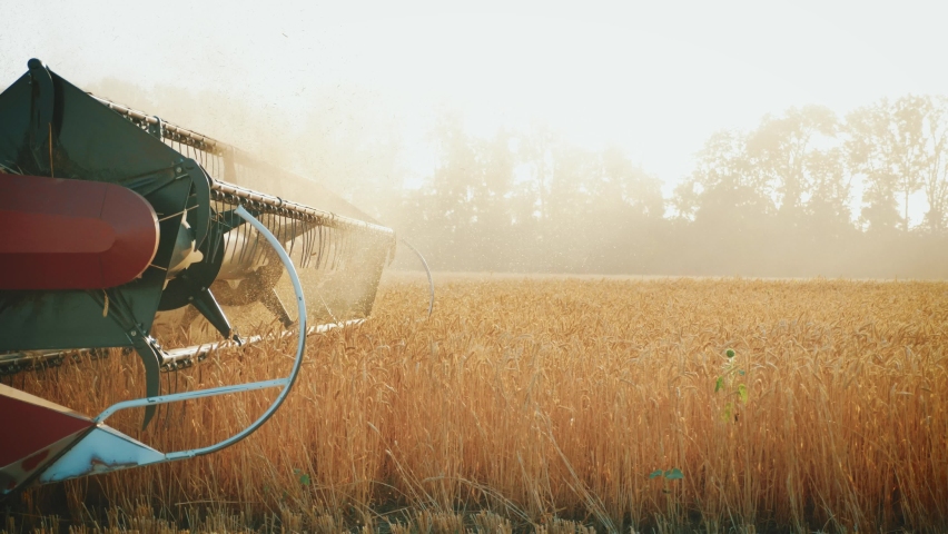 Wheat harvest. Wheat harvesting shears. Harvester machine harvesting golden ripe wheat field on an agricultural field at sunset in summer from close up. Agriculture food production. Industry concept. Royalty-Free Stock Footage #1077491750