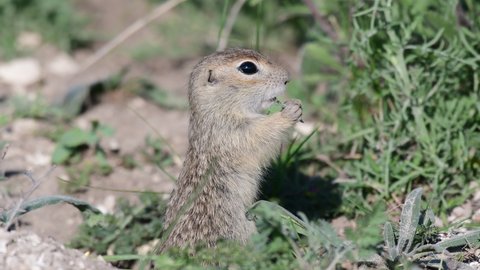 Ground squirrel. A gopher stands next to a hole and eats grass. Spermophilus pygmaeus