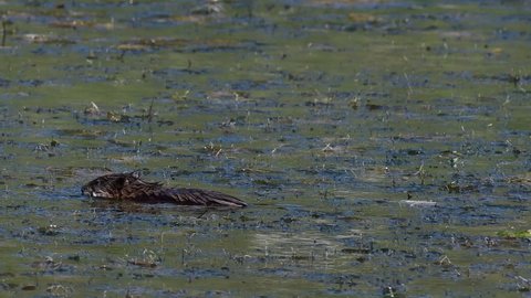 Muskrat Ondatra zibethica, swims in a pond, In the wild