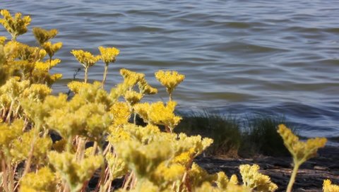 Yellow flowers against a sea water in summer day. Sandy immortelle, lat. Helichrysum arenarium, dryflower, perennial herbaceous plant growing on a coast of the ocean, river. Small waves, light breeze.