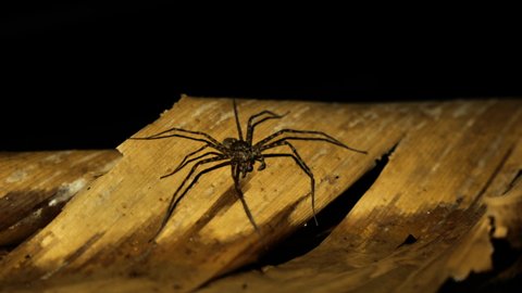 Giant water spider on a banana leaf in a river night time Costa Rica wildlife biodiversity