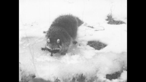 1950s: Raccoon eats food from snow covered ground, cleans self. Raccoon runs to brook, looks around for food.