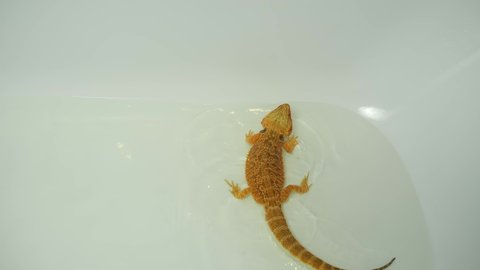 Baby bearded agama bathing in the bathroom in clear warm water, walking, closeup view. Exotic domestic animal, pet. The content of the lizard at home. Cute amazing animal from Australia.