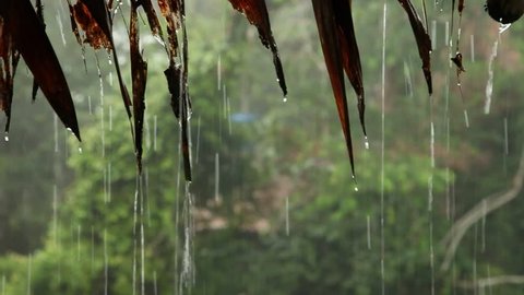 video of heavy rainfalll in the Amazon Basin in Peru in the rain period.