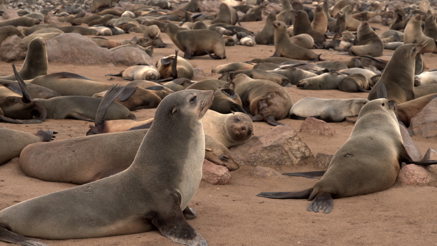 Seals at the Cape Cross Seal Reserve on the Skeleton Coast in Namibia. Cape Cross is home to one of the largest colonies of Cape fur seals in the world. Royalty-Free Stock Footage #1077506387