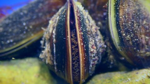 A close-up of the shell of a mussel (Mytilus) filters water: between the shell valves outgrowths of the mantle are visible.