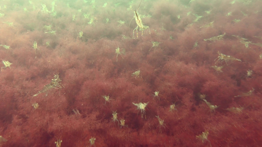The camera follows along the bottom covered with red algae on which there is a large accumulation of Baltic prawn (Palaemon adspersus).