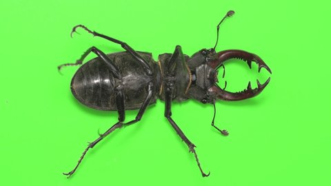 Lucanus cervus, stag beetle on green screen. Close up, isolated, Upside down
