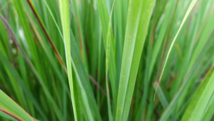 FHD 250 fps Slow motion closeup lemongrass leaves with left to right pan shot 
