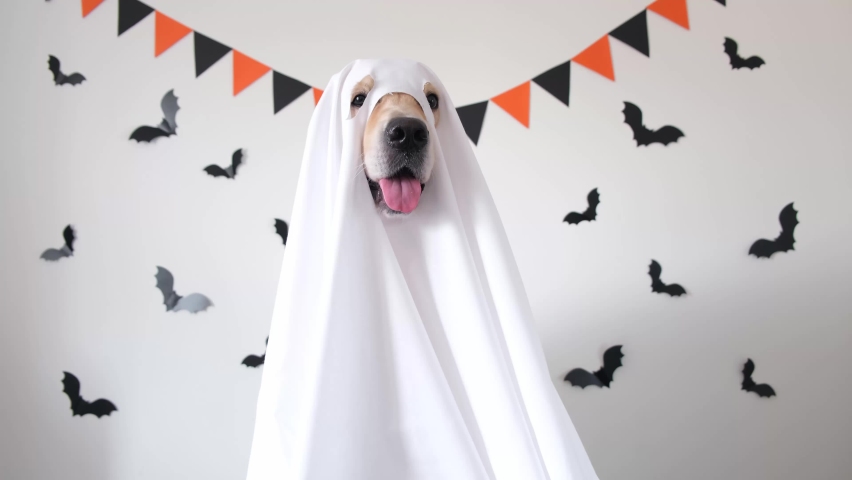A happy dog in a ghost costume sits on a white background with bats. Halloween Golden Retriever. The concept of a scary and cheerful holiday. Royalty-Free Stock Footage #1077509837
