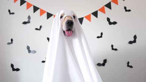 A happy dog in a ghost costume sits on a white background with bats. Halloween Golden Retriever. The concept of a scary and cheerful holiday.