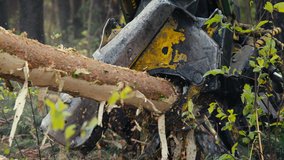 Modern Industrial Harvester Tree Saw Cutting Tree Trunks With A Claw. Close Up Of Harvester Tree Saw Working Process. Heavy Harvester Tree Saw Processing Lumber Material At A Forestry Production Site. - Powered by Shutterstock - Get 15% off with code: PIKWIZARD15
