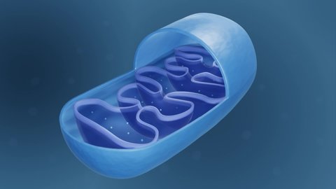 Mitochondria Cross Section View Mitochondrion 3d Stock Illustration ...