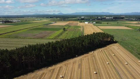 Aerial view of the vast breadbasket and windbreaks that protect the crops on a clear summer day.