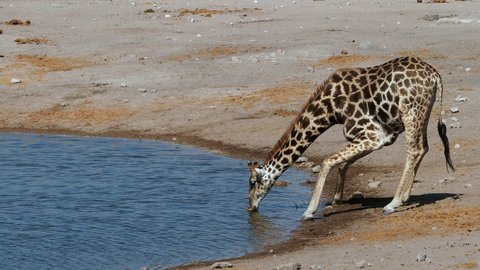 A giraffe drinking from a waterhole in Etosha National Park, northern Namibia, Africa. 