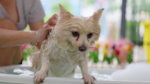 An woman owner grooming of a brown Pomeranian bathing her pet with shampoo in a small baby bathtub in front of the house. Dog bathing. Washing dog. shower and bath animal myself at home concept.