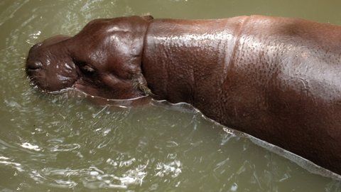Pygmy hippos are smaller cousins of the hippopotamus. Pygmy hippos are living in water