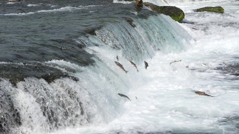 Sockeye Salmon fish jumping up Brooks Falls in slow motion
