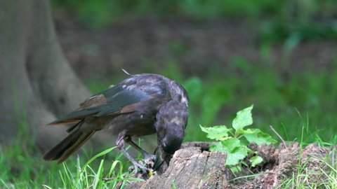 Close up of black crow eating prey after hunt outdoors in wilderness - 4K prores shot
