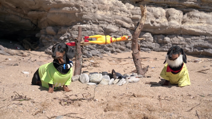Cute two dachshund dog has been stranded on deserted island and is now trying to survive in harsh conditions. Abandoned animal roasts caught prey on the fire. Humor about humanized pets.