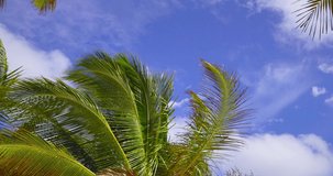 4K. Nature video Tropical coconut palm leaf swaying in the wind with sun light, Summer background, slow motion. Nature and travel concept