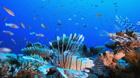 Underwater Reef. Underwater lion-fish (Pterois miles). Tropical reef marine underwater seascape. Underwater reef coral scene. Colourful coral reefs. Marine life fish garden.
