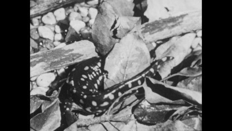 1950s: Mudpuppy under water. Newt roots under rocks. Swamp. Cricket frog blows chin out.