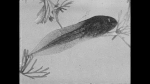 1950s: Tadpole in water. Tadpole eating. Tadpole develops in frog. Illustration of frog, lungs. Frog in water, breathing air from surface.