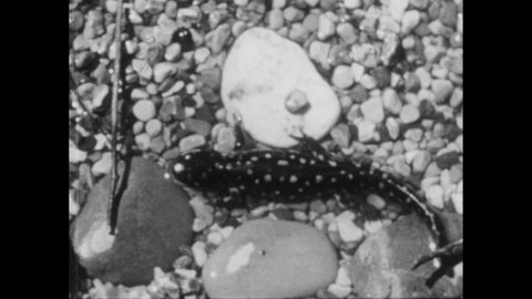 1950s: Salamander on rocks. Salamander moves around. Frog breathing. Salamander on rock.