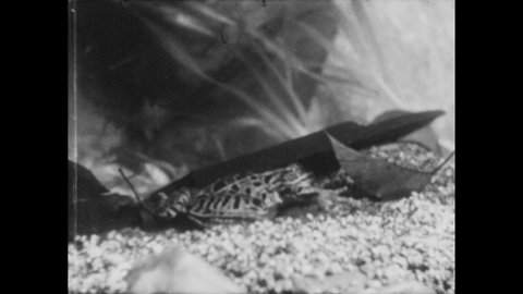 1950s: Frog hibernates on bottom of frozen lake. Newt hibernates under log on land, log is lifter to expose newt. Adolescent salamander with gills in water. Newt walks over pebbles.