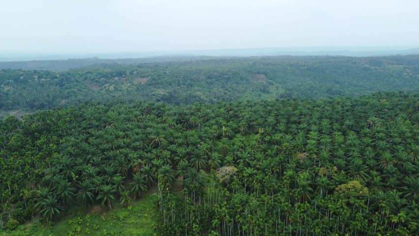 aerial view palm oil plantation aceh Stock Footage Video (100% Royalty ...