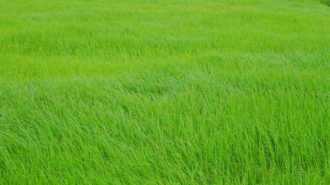 rice green fields.Paddy field. Paddy,Organic Agriculture in thailand.