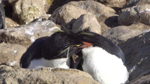 Crested penguins brush feathers and kiss in the nest