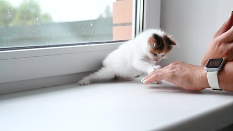 woman playing with cute fluffy kitten at home on the window. High quality 4k footage