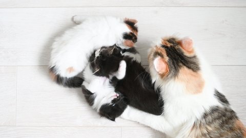 three little cute fluffy kittens cat playing at home floor with a cat mother drinking milk. High quality 4k footage
