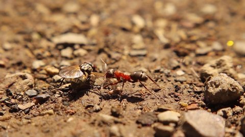Ant catching housefly in the garden.
Worker ant carry a house fly into its colony.
Ants contribute to reducing the number of insects.
Biological control.
Predator and prey.
Insect, bugs, bug.
wildlife