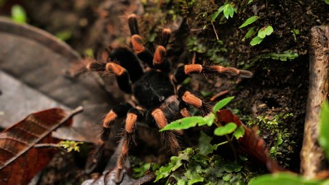 Endemic orange kneed tarantula close up Costa Rica cloud forest Monteverde 