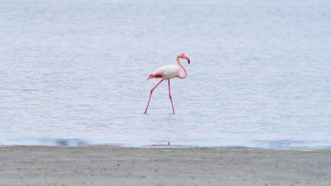Flamingo walk in shallow water, Wild Greater flamingo in the salt lake, Nature Wildlife safari 4k shot